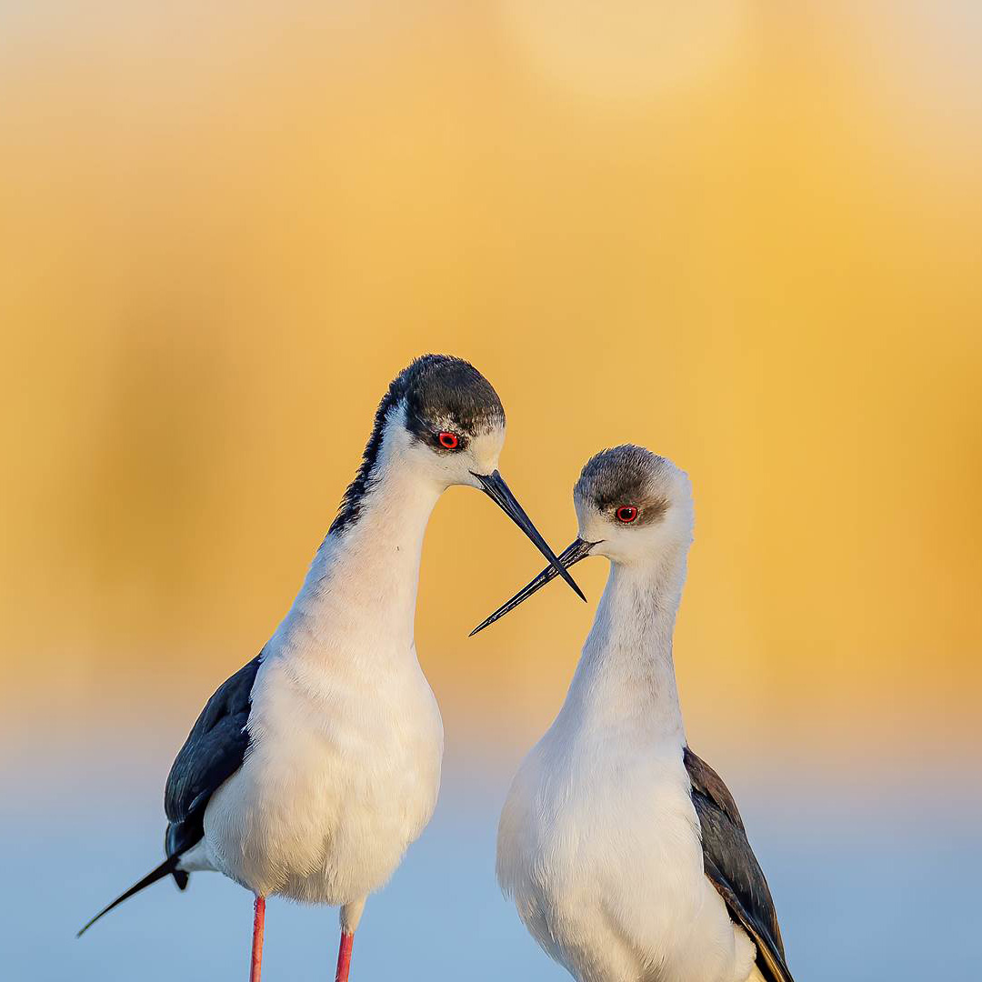 拓展全球市场：移动流量的跨境价值实现路径​